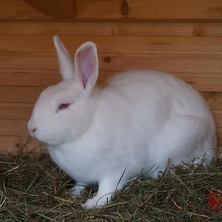 Winteraugut Apartament *