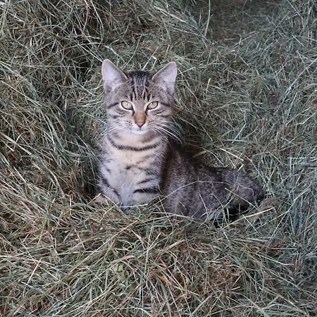 Winteraugut Apartament *