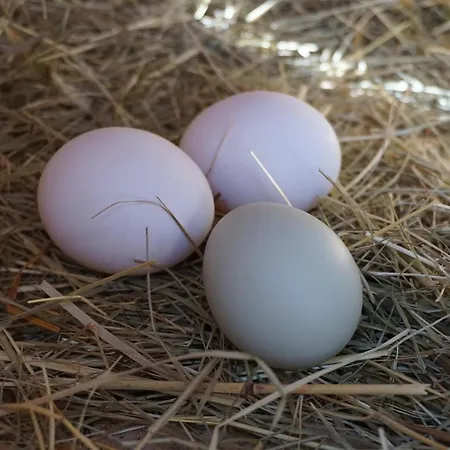 Winteraugut * Werfen