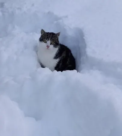 Winteraugut Appartamento Werfen