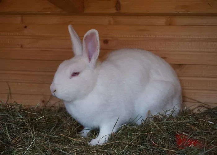 Winteraugut Apartmán *