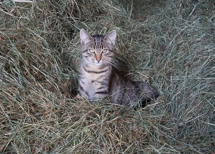 Winteraugut Apartmán *