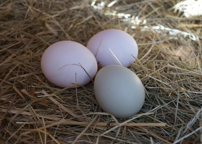 Winteraugut * Werfen