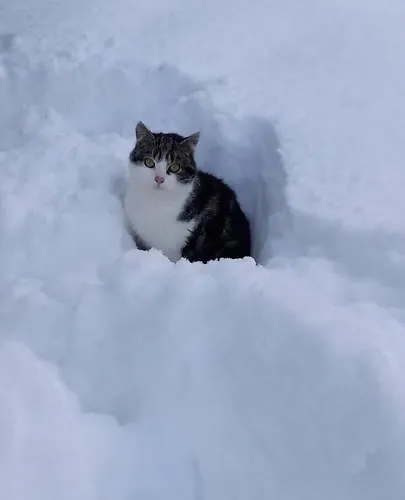 Winteraugut Apartmán Werfen